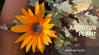 Arctotis  African Daisy  Simple propagation Tips and Plant Care [upl. by Katheryn]