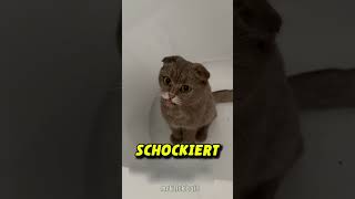 Katze wird Schwarz nachdem sie in Kamin klettert 😱 [upl. by Katushka]