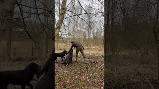 Hot spot picking up with 4 labrador retrievers [upl. by Mazur]