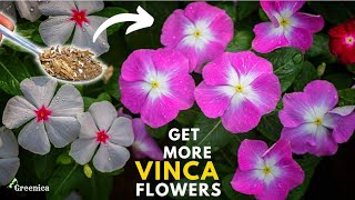 How to Get More Flowers on Vinca Plant  Vinca Plant Blooming Tips amp Tricks  PureGreeny [upl. by Rengia992]