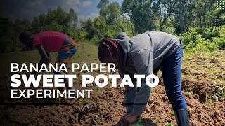 Sweet Potato Experiment With Lignocellulose Banana Paper for SoilBorne Pathogens [upl. by Aisatsanna]