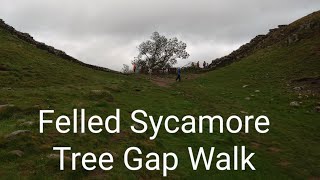 Felled Sycamore Gap Tree Circular Walk 😔 [upl. by Joanne560]