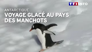 Antarctique  voyage glacé au pays des manchots [upl. by Raffin]