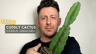 Cuddly Cactus Cereus Jamacaru Care Guide and Growing Tips [upl. by Lock248]