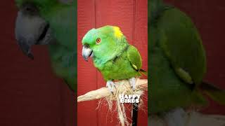 Korbel the Parrot Crying [upl. by Elleinnad]