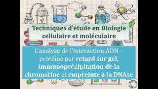 Fiches techniques Analyse de linteraction ADNprotéine par retard sur gel ChiP et empreinte DNAse [upl. by Nnylahs]