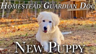 New Maremma Sheepdog [upl. by Ondrea126]