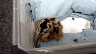 Baby American WoodcocksWild Bird Rehabilitation [upl. by Normy146]