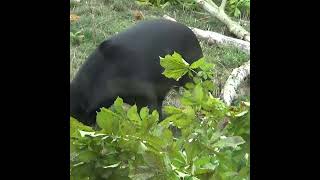 Sun Bear Snaps Branch paradisewildlifepark endangeredspecies sunbear bears [upl. by Kudva719]