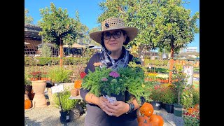 Yarrow • Fall is for Planting with Sarah Smith [upl. by Glynas]