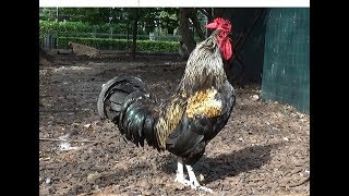 Gran Gallo norfolk emitiendo su potente canto [upl. by Chemesh]