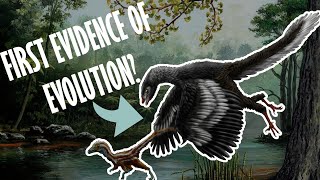 Archaeopteryx  Does this guy prove evolution is real [upl. by Annaitat387]