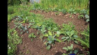 Potager en permaculture Mai 2018 26 [upl. by Sabrina]