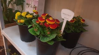 Calceolaria e Cyclamen no Chile Кальцеолярия и Цикламе́н или Дря́ква в Чили [upl. by Hump]