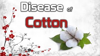 Diseases of Cotton  Anthracnose Black Arm Fusarium and Verticillium Wilt [upl. by Leunad]