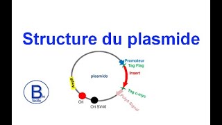 Structure du plasmide [upl. by Ataner]