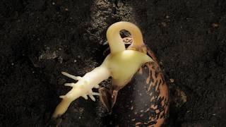 Runner Bean hypogeal germination time lapse over 24 days [upl. by Robson475]