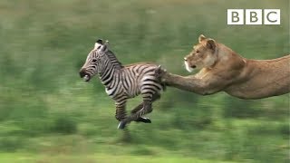 Lioness chases Zebra  Natures Great Events  BBC One [upl. by Emili]