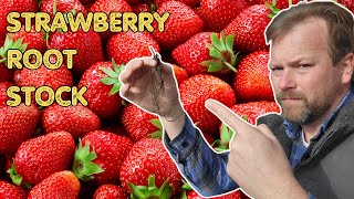 How to grow strawberries in your garden to enjoy year after year [upl. by Woll268]