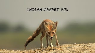 INDIAN DESERT FOX WHITEFOOTEDFOX DESERT HABITAT TYPICAL HABITAT [upl. by Cirderf]