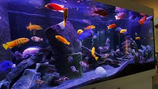 Malawi cichlid tank  Malawi Buntbarsche Aquarium [upl. by Holzman256]