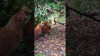 Chicken 🐔 vi har høns 🙂 chicken garden homestead farm denmark danmark [upl. by Molohs567]