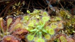 Drosera rotundifolia  Sundews Carnivorous Plants [upl. by Sucramat]