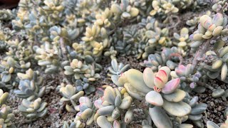 COTYLEDON ORBICULATA VARIEGATED SHORT LEAVES AVAILABLE FOR SALE  CALLTEXT 669 285 9125 [upl. by Aiek]