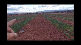 💚Nopal de TEMPORAL en Tierra VIRGEN PT 1  Tierras Áridas [upl. by Hoppe779]