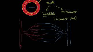 OCR Alevel PE Vasomotor Control and Vascular Shunt [upl. by Joyan589]