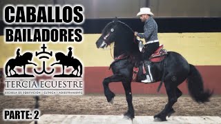 🏆 CONCURSO DE CABALLOS BAILADORES  TERCIA ECUESTRE Parte 2 [upl. by Novyat]