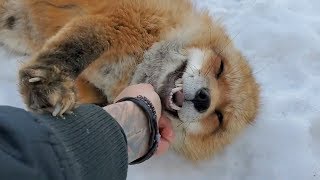 Differences between the Arctic fox Red fox and Grey fox species [upl. by Martelle]