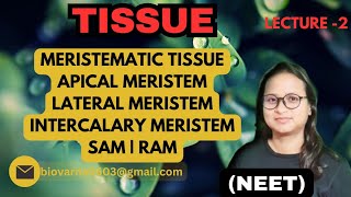 TISSUE  MERISTEMATIC TISSUE  NEET [upl. by Aihsoek]