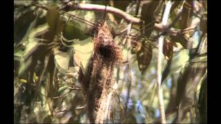 WhiteThroated Gerygone  Bird watching in Australia with EjBirdwatching [upl. by Ym640]