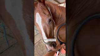 SMOOTHIE UPDATE PEMF SESSION NUMBER 5 horsecare pemf stringhalt rehabjourney [upl. by Ahserkal51]