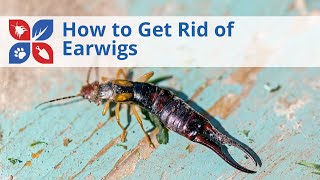 How to Get Rid of Earwigs  DoMyOwncom [upl. by Ahsiener]