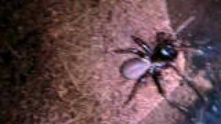 Black Trapdoor Spider [upl. by Loftis495]