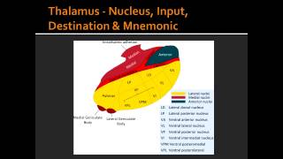 Thalamus  Nucleus Input Destination amp Mnemonic [upl. by Greyson]