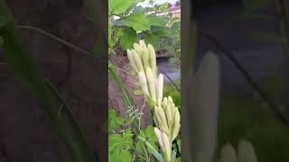 white lily flowers bunches [upl. by Trawets]