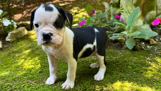 Available Olde English Bulldogges [upl. by Irved379]