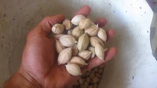 Hickory Nuts Hulling [upl. by Banyaz]