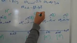 Acides aminés Dissociation Ionisation تأين الأحماض الأمينيةcas dun AA dibasiquecalcul de pHi [upl. by Beker]