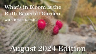 Whats in Bloom at The Ruth Bancroft Garden August 2024 [upl. by Alyacim]