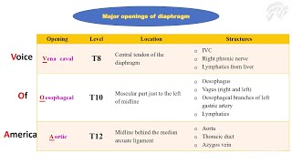 Thoracoabdominal diaphragm [upl. by Jamal]