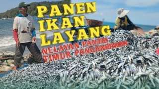 Nelayan Tradisional Pantai Timur Pangandaran Kembali Panen Ikan Layang Melimpah [upl. by Nitsugua]