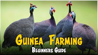 Guinea Fowl Farming A Beginners Guide To Raising Guinea Fowl  Brooding Rearing Feeding [upl. by Sakovich]