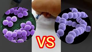 الفرق بين staphylococcus و streptococcus [upl. by Oaks842]