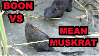 Boon VS MEAN Muskrat [upl. by Enitsirt487]