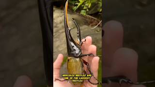 The Largest Beetle Hercules Beetle shorts animals pets [upl. by Mccreary]