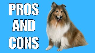 Shetland Sheepdog Pros And Cons  Should You REALLY Get A SHETLAND SHEEPDOG [upl. by Yenial]